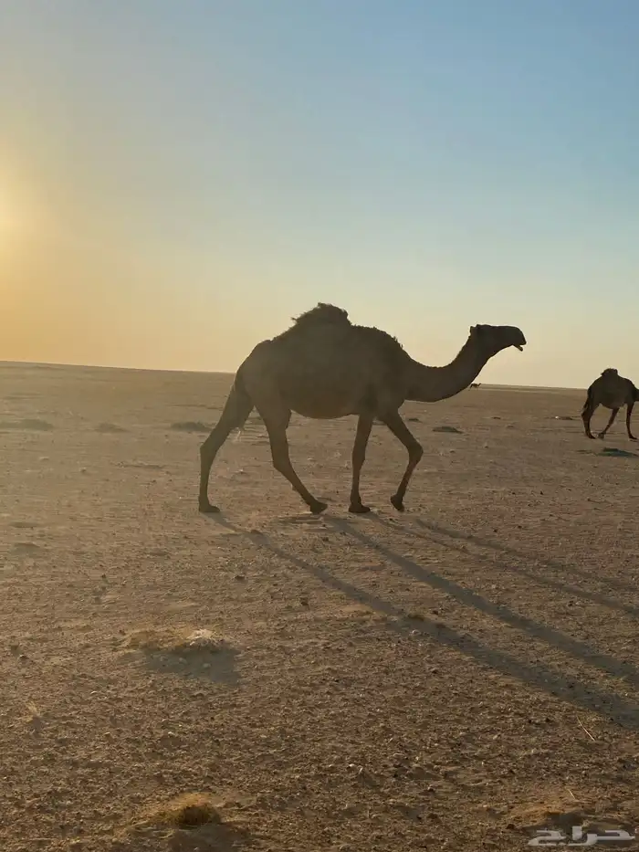 ناقة صفراء لبيع 3