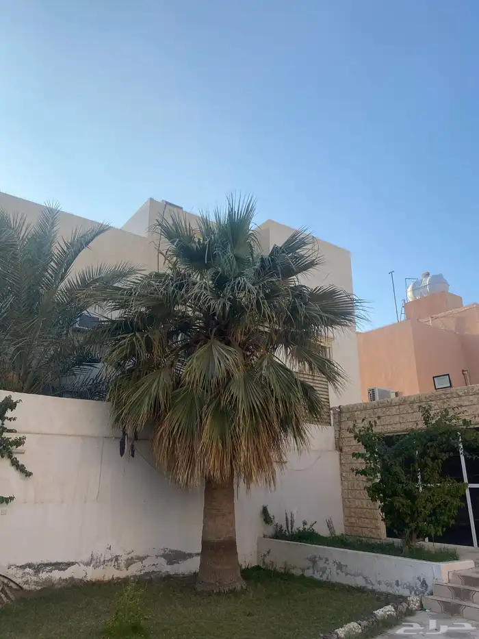 نخله وشوطنيه للبيع 2