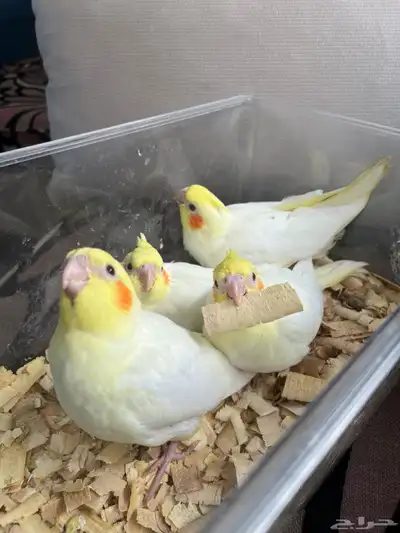 كروان لاتينيو عيون حمر 0