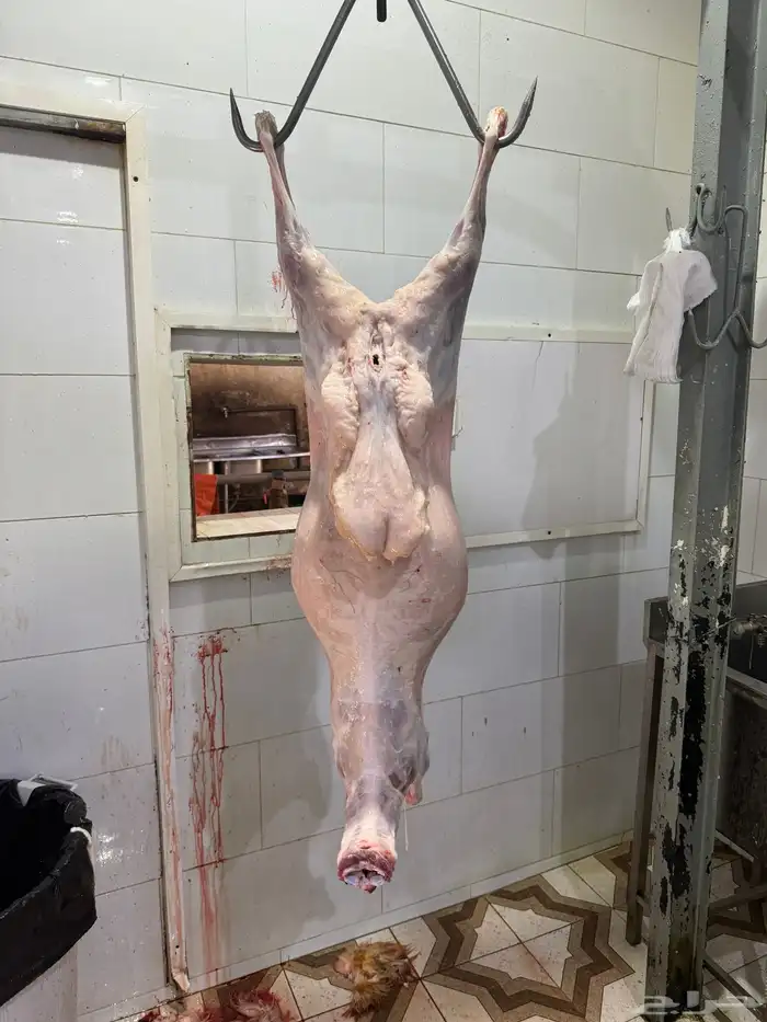 ذبائح ثلاجه ذبائح مناسبات 2