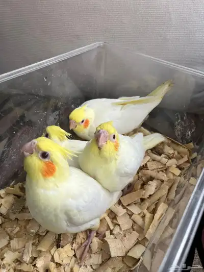 كروان لاتينيو عيون حمر 2