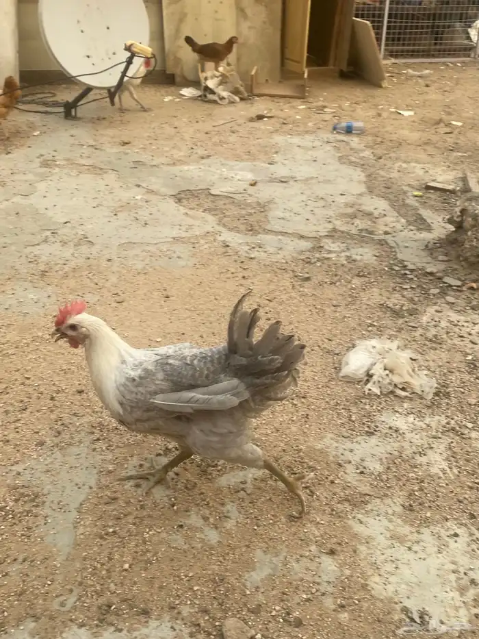 ديوك فيومي قولد للبيع 3