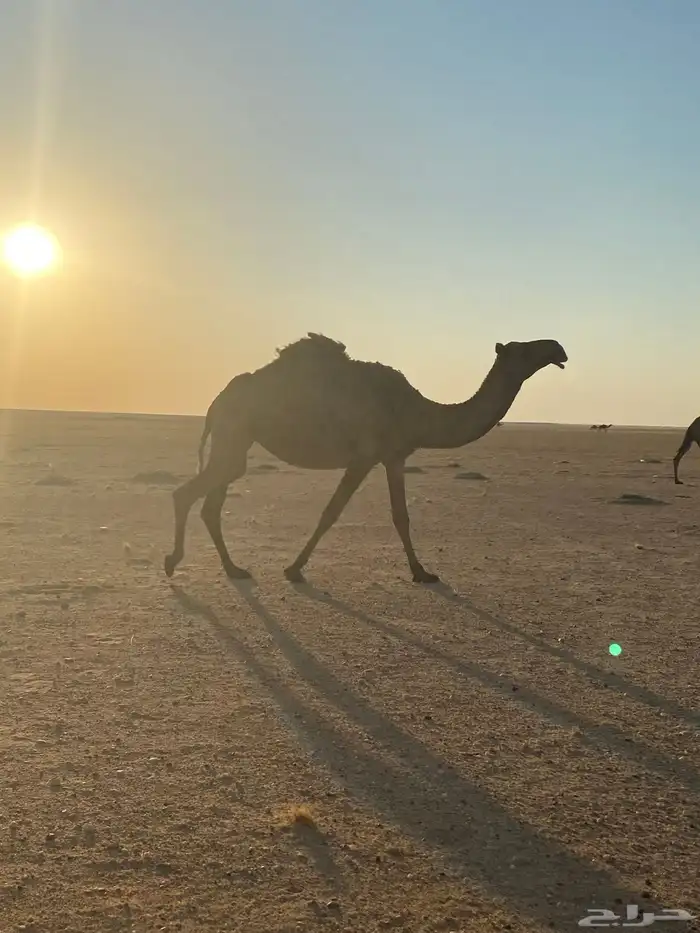 ناقة صفراء لبيع 0