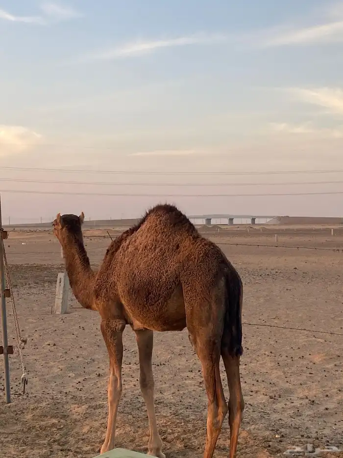بكره فل شحم على حليب إلى الان تم بيع 0