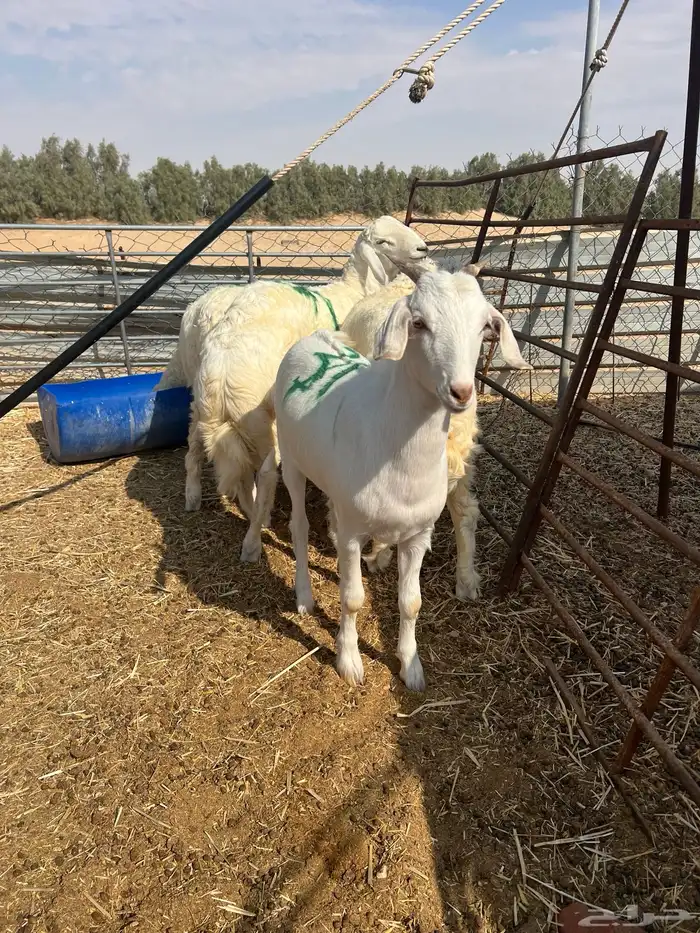 حريات فل شحم وزنها خمسين كيلو الطلي تم البيع 4