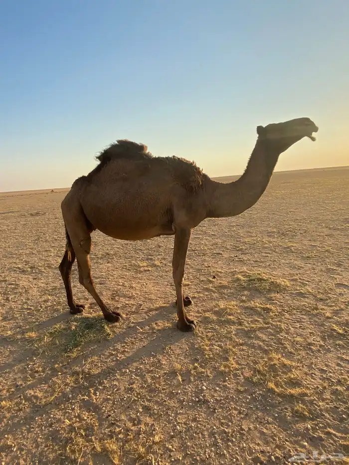 ناقة صفراء لبيع 4