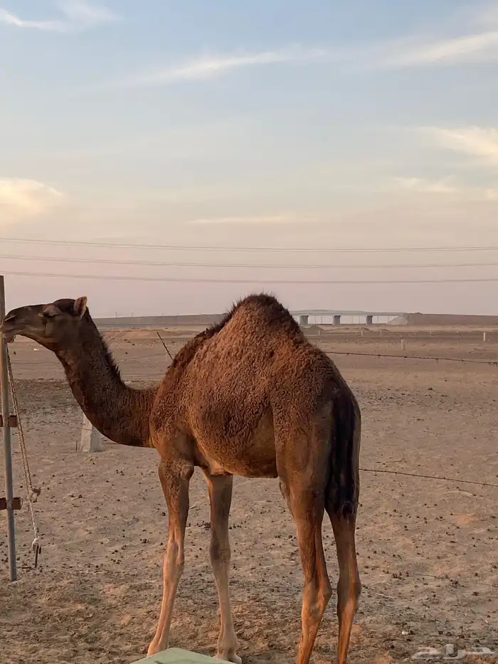 بكره فل شحم على حليب إلى الان تم بيع 3