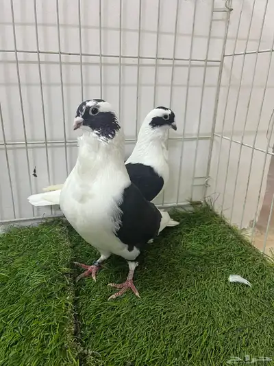 حمام شامي بربريسي 0