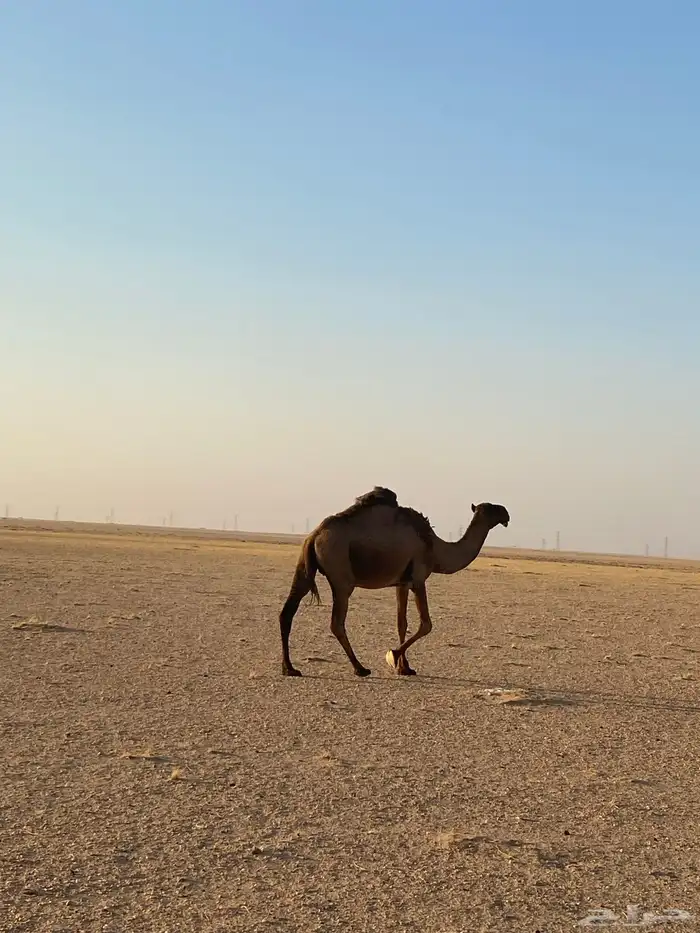 ناقة صفراء لبيع 6