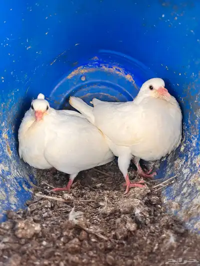 للبيع زغاليل سلفر وفرنسي وزاجل 1