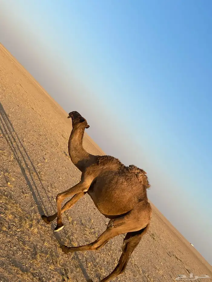 ناقة صفراء لبيع 7