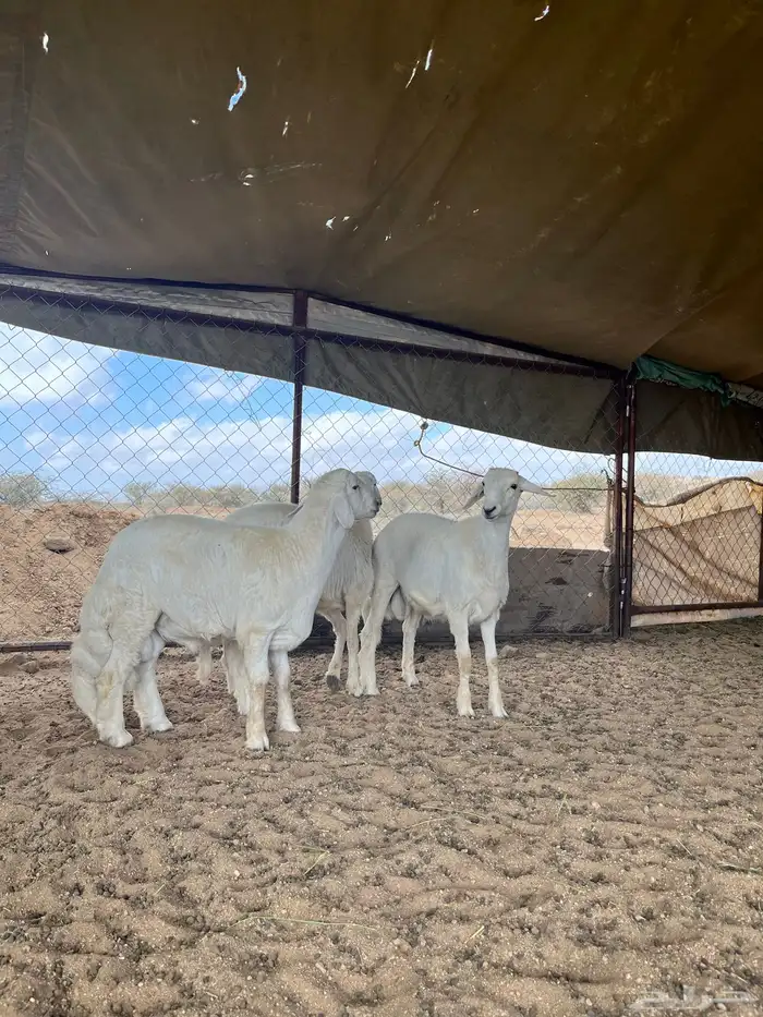 طليان جبرات مبدأ ومناسبات وتيوس 0