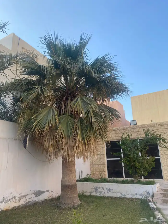 نخله وشوطنيه للبيع 1