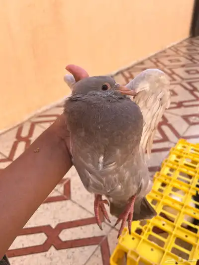 للبيع زغاليل سلفر وفرنسي وزاجل 0
