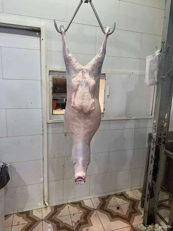 ذبائح ثلاجه ذبائح مناسبات 6