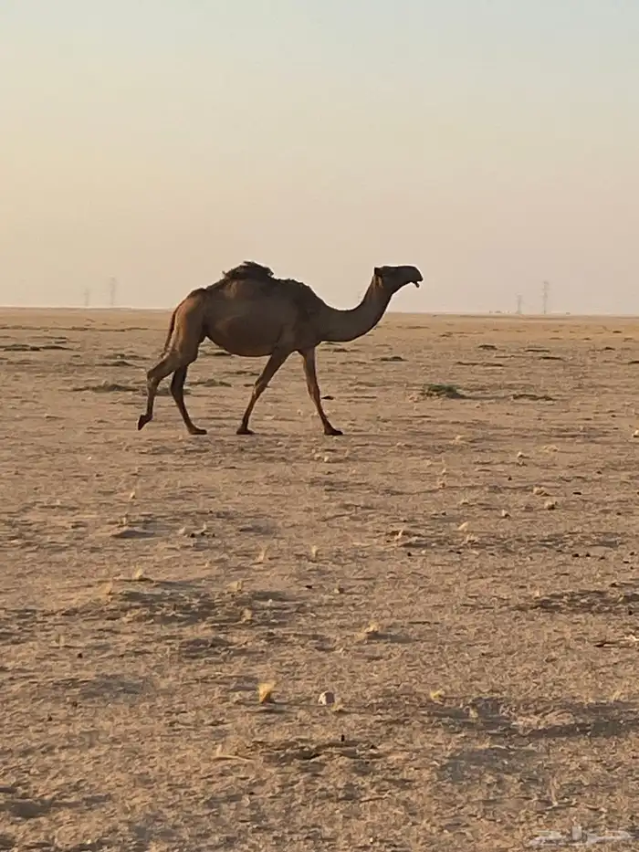 ناقة صفراء لبيع 12