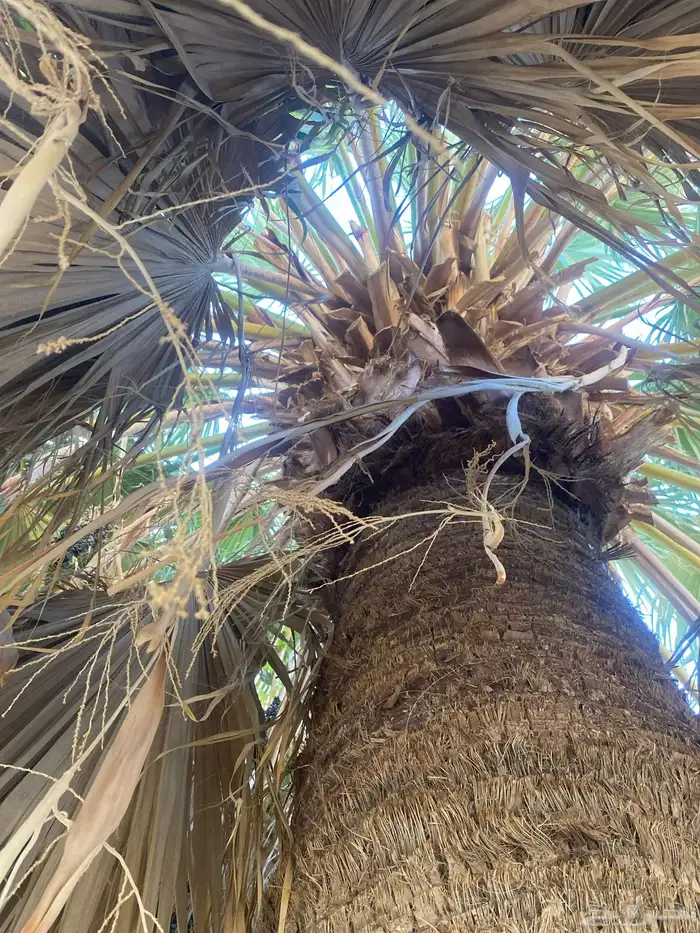 نخله وشوطنيه للبيع 4