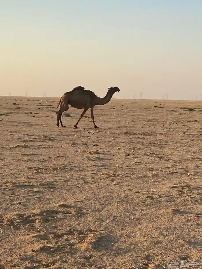 ناقة صفراء لبيع 11