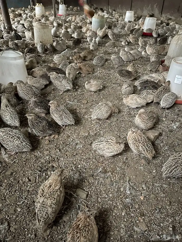 طيور سمان لاحم للبيع ب(8 ريال ) للجوز 1