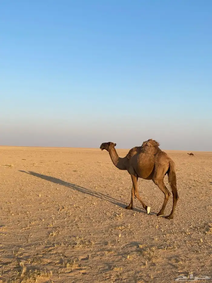 ناقة صفراء لبيع 9