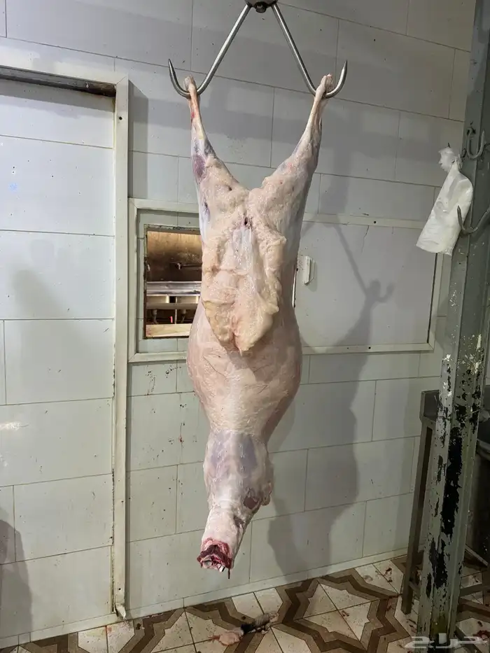 ذبائح ثلاجه ذبائح مناسبات 5