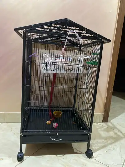 سناجب شوقر قلايدر 0