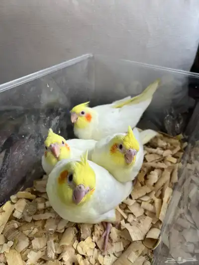 كروان لاتينيو عيون حمر 1