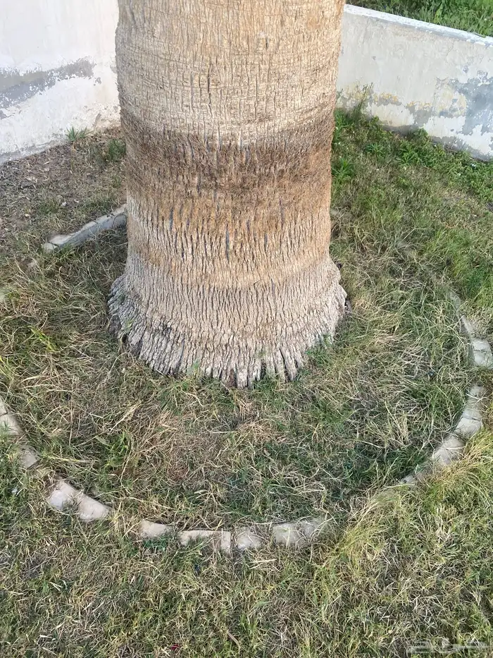 نخله وشوطنيه للبيع 3