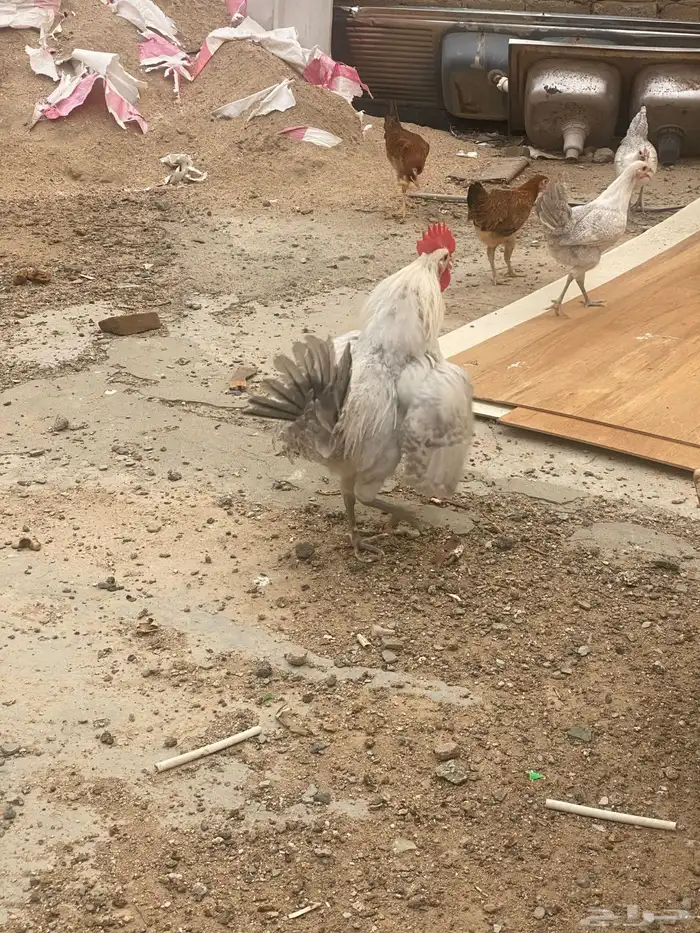 ديوك فيومي قولد للبيع 2