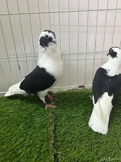 حمام شامي بربريسي 2
