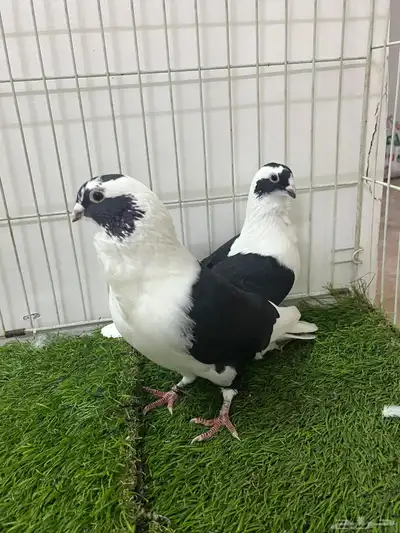 حمام شامي بربريسي 3