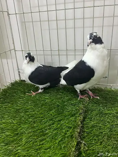 حمام شامي بربريسي 4
