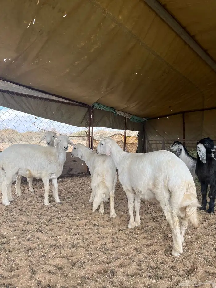 طليان جبرات مبدأ ومناسبات وتيوس 1