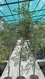 شتلات لبان عماني 3