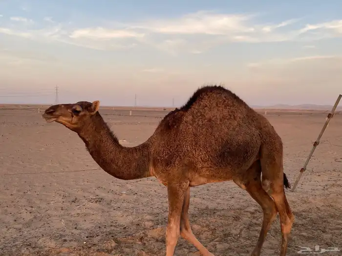 بكره فل شحم على حليب إلى الان تم بيع 1