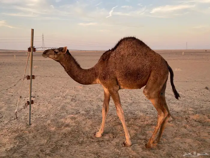 بكره فل شحم على حليب إلى الان تم بيع 2