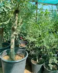 شتلات لبان عماني 2
