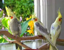 فندقه طيور 0