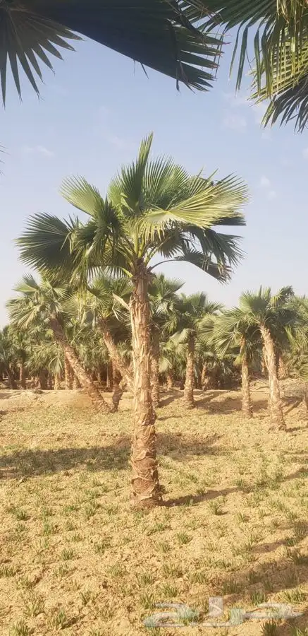 نخل واشنطني زينه للبيع 12