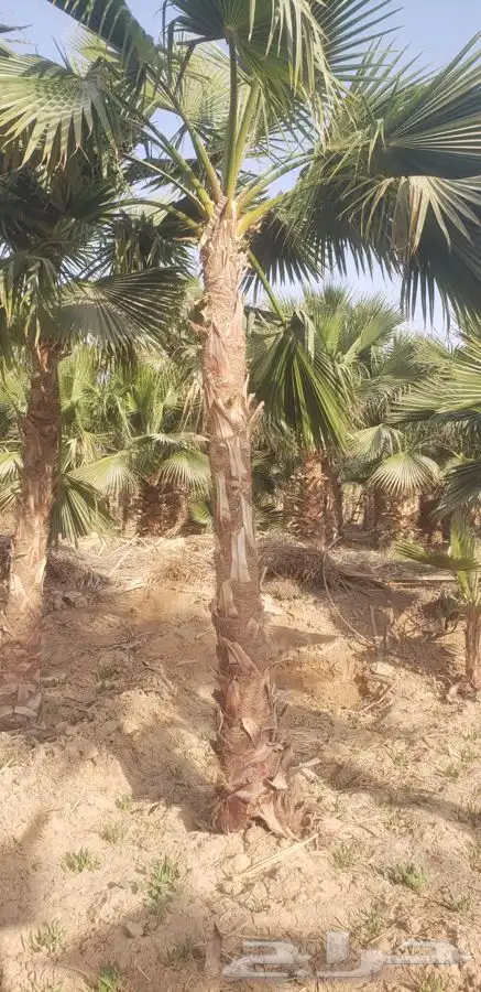 نخل واشنطني زينه للبيع 16