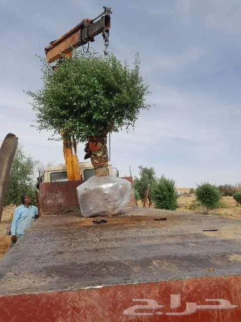 زيتون معمر 1