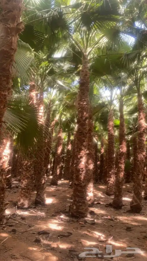 نخل واشنطني زينه للبيع 5