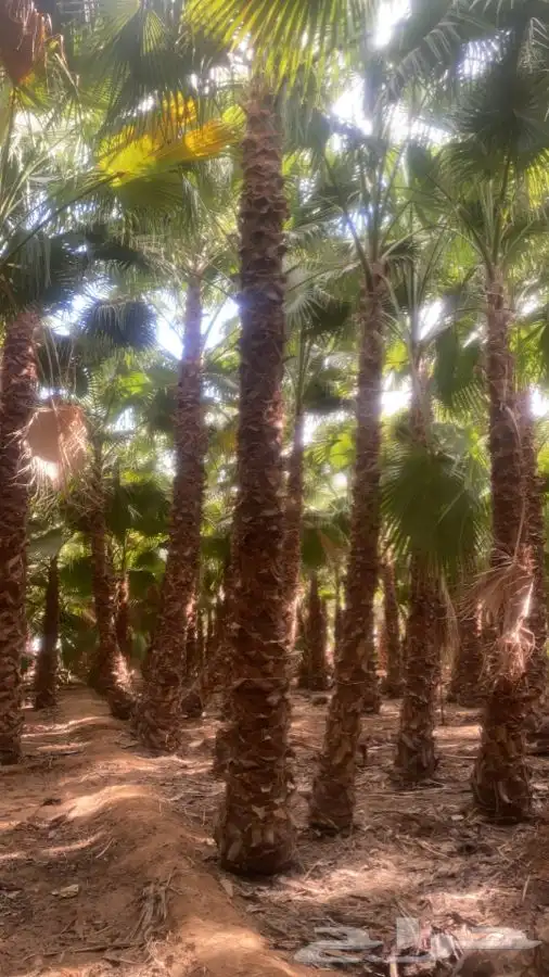 نخل واشنطني زينه للبيع 4