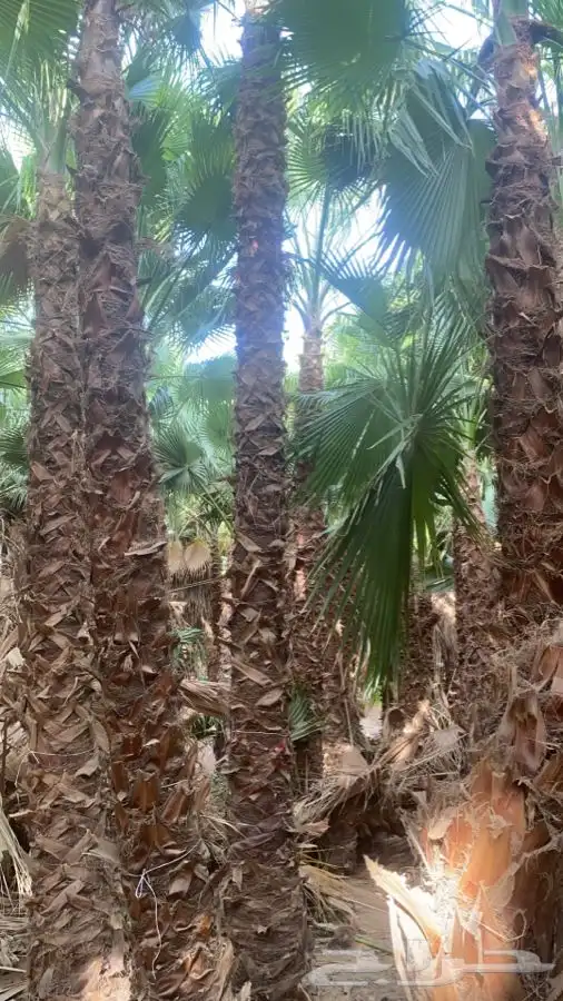 نخل واشنطني زينه للبيع 10