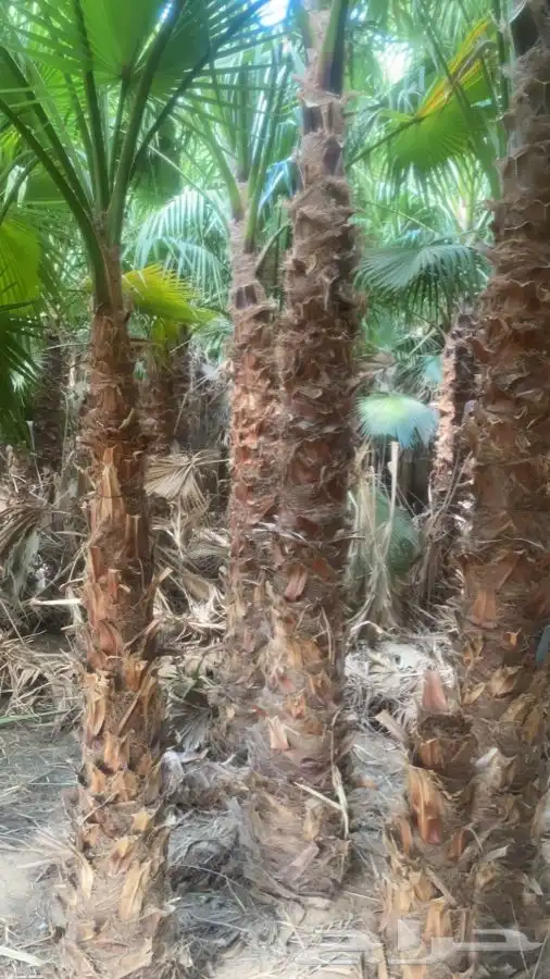 نخل واشنطني زينه للبيع 0