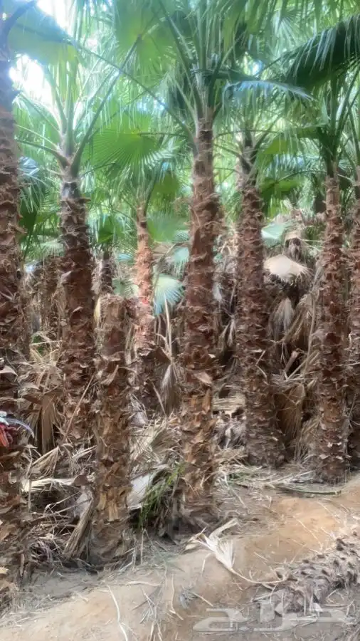 نخل واشنطني زينه للبيع 3