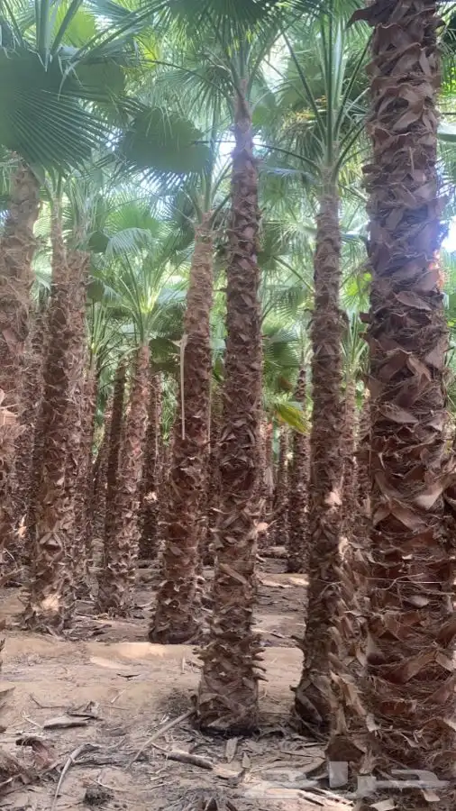 نخل واشنطني زينه للبيع 9