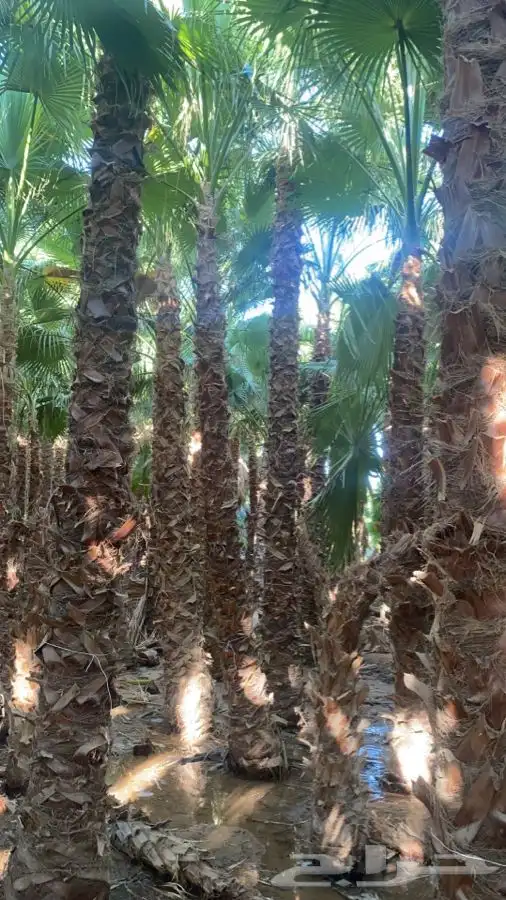 نخل واشنطني زينه للبيع 6