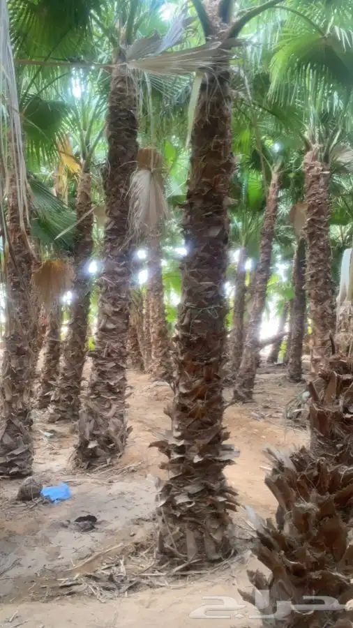 نخل واشنطني زينه للبيع 1