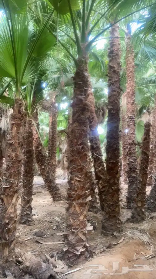 نخل واشنطني زينه للبيع 2